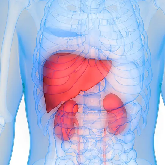 ਰੋਜ਼ਾਨਾ ਖਾਲੀ ਪੇਟ ਕਰੋ ਇਹ ਕੰਮ, ਕਦੇ ਨਹੀਂ ਹੋਣਗੀਆਂ ਕਿਡਨੀ ਤੇ ਲਿਵਰ ਦੀਆਂ ਸਮੱਸਿਆਵਾਂ